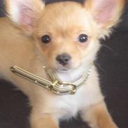 Chihuahua Alfa