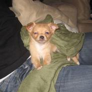 Chihuahua Alfa