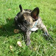 Fransk bulldog ***Pumba***