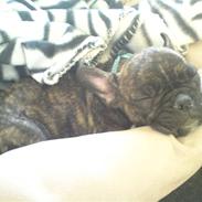 Fransk bulldog ***Pumba***