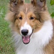 Shetland sheepdog - Bell