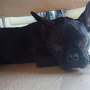 Fransk bulldog Bertram