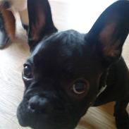 Fransk bulldog Bertram