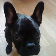 Fransk bulldog Bertram