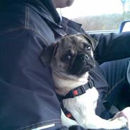 Blanding af racer Fiona