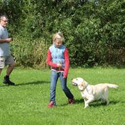 Labrador retriever dejlige Amber(min <3 <3 )