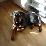 Rottweiler Tess 