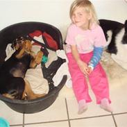 Rottweiler Tess