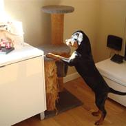 Rottweiler Tess