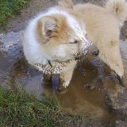 Islandsk fårehund Loka