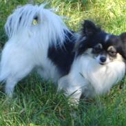 Chihuahua Dyrlægegårdens Thor