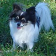 Chihuahua Dyrlægegårdens Thor