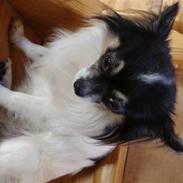 Chihuahua Dyrlægegårdens Thor