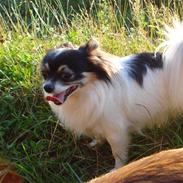 Chihuahua Dyrlægegårdens Thor