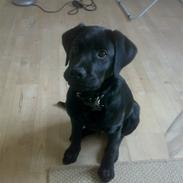 Labrador retriever Max