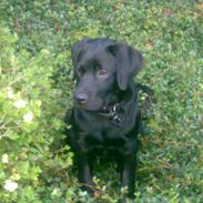 Labrador retriever Max