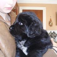 Newfoundlænder Kayla