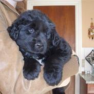 Newfoundlænder Kayla