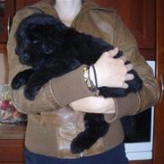 Newfoundlænder Kayla