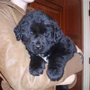 Newfoundlænder Kayla