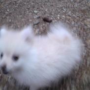 Pomeranian Blanco