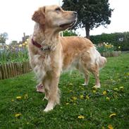 Golden retriever Zenta