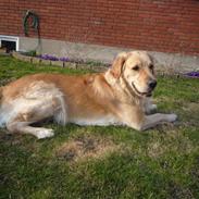 Golden retriever Zenta