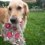 Golden retriever Zenta