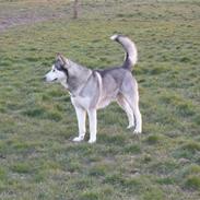 Alaskan malamute pau