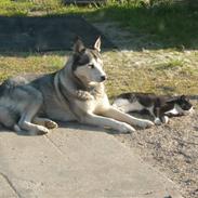 Alaskan malamute pau