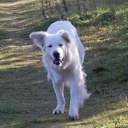 Golden retriever Charlie (Golden Music...)