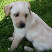 Labrador retriever Jason