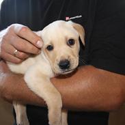 Labrador retriever Jason