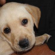 Labrador retriever Jason