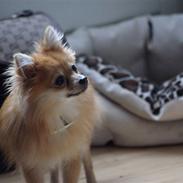 Pomeranian Thais Jillie AB