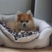 Pomeranian Thais Jillie AB