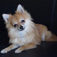 Pomeranian Thais Jillie AB