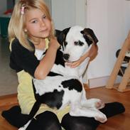 Blanding af racer Luffe