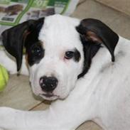 Blanding af racer Luffe