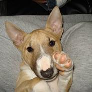 Bullterrier miniature Kaya