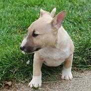 Bullterrier miniature Kaya