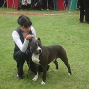 Amerikansk staffordshire terrier Lobotowns Kenny