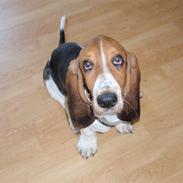 Basset hound Walter