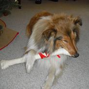 Collie langhåret Jackie