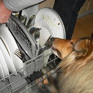 Collie langhåret Jackie