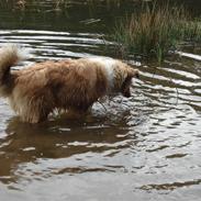 Collie langhåret Jackie