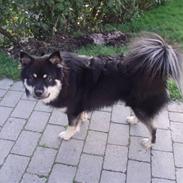 Finsk lapphund Ino