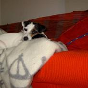 Jack russell terrier Frk. Smut