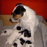 Jack russell terrier Frk. Smut