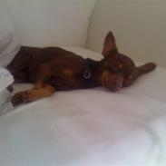 Russisk toy terrier Ludwig